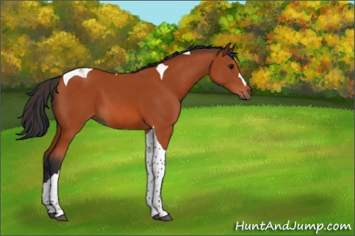 Horse Color:Bay Tobiano 