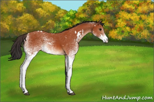 Horse Color:White Spotted Bay