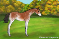 Horse Color:White Spotted Bay 