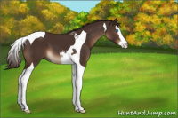 Horse Color:Liver Chestnut Splash Tobiano
