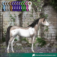 Horse Color:Brown Dun Sabino Frame Rabicano 