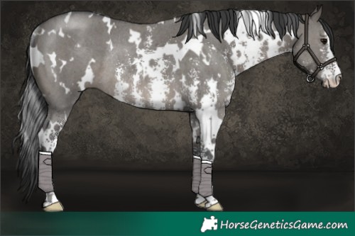 Horse Color:White Spotted Grullo Sabino Rabicano