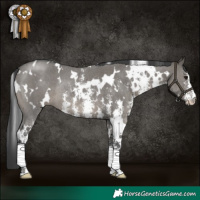 Horse Color:White Spotted Grullo Sabino Rabicano 