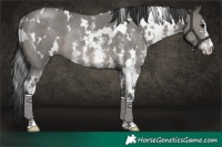 Horse Color:White Spotted Grullo Sabino Rabicano 
