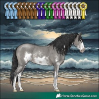 Horse Color:Grullo Sabino Frame Rabicano 