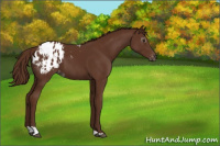 Horse Color:Gray Chestnut Tobiano Appaloosa Rabicano 