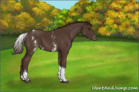 Horse Color:White Spotted Liver Chestnut Tobiano Appaloosa