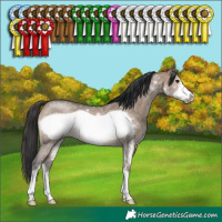 Horse Color:Brown Dun Sabino Frame Rabicano 