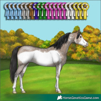 Horse Color:Brown Dun Sabino Frame Rabicano 