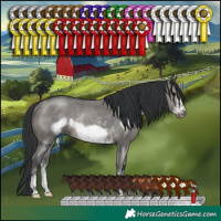 Horse Color:Grullo Sabino Frame Rabicano 