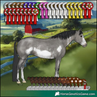 Horse Color:Grullo Sabino Frame Rabicano 