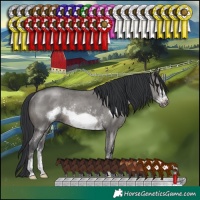 Horse Color:Grullo Sabino Frame Rabicano 