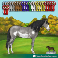 Horse Color:Grullo Sabino Frame Rabicano 