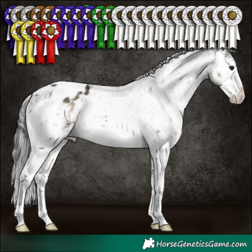 Horse Color:White Spotted Buckskin Sabino Snowflake Varnish 
