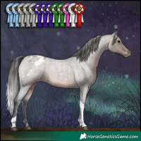 Horse Color:Brown Roan Tobiano Appaloosa