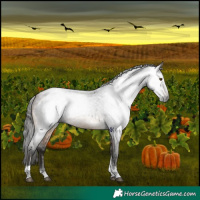 Horse Color:Gray Buckskin Roan Splash Tobiano 