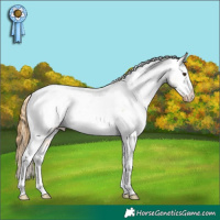 Horse Color:Buckskin Roan Dun Tobiano Appaloosa 