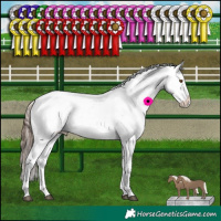 Horse Color:Bay Mushroom Appaloosa 