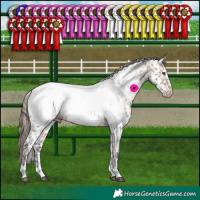 Horse Color:Bay Mushroom Appaloosa