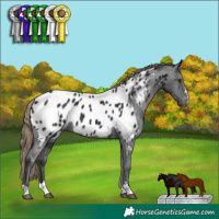 Horse Color:Liver Chestnut Appaloosa 