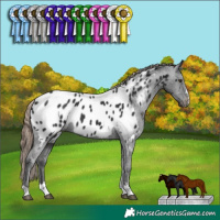 Horse Color:Liver Chestnut Appaloosa 