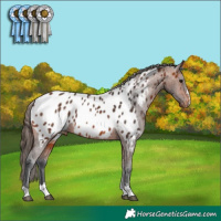 Horse Color:Bay Appaloosa 