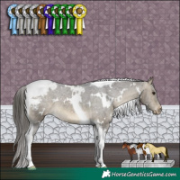 Horse Color:White Spotted Buckskin Tobiano Appaloosa