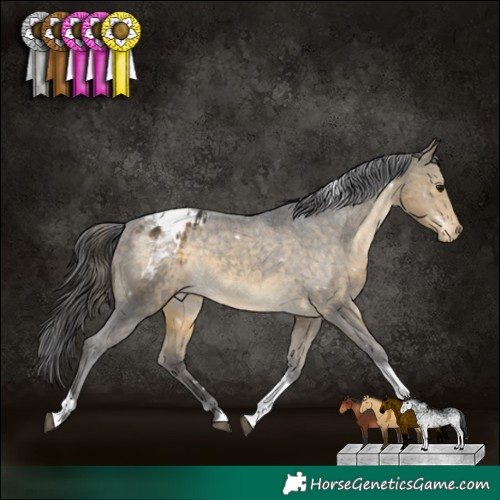 Horse Color:White Spotted Buckskin Tobiano Appaloosa 