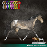 Horse Color:White Spotted Buckskin Tobiano Appaloosa