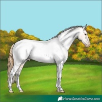 Horse Color:Buckskin Roan Dun Tobiano Snowcap 