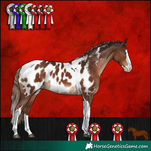 Horse Color:Liver Chestnut Splash Tobiano Appaloosa Rabicano 