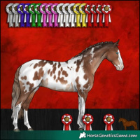 Horse Color:Liver Chestnut Splash Tobiano Appaloosa Rabicano 