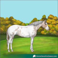 Horse Color:Red Dun Roan Splash Tobiano Blanket Rabicano 