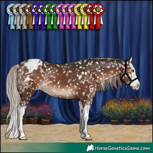 Horse Color:Liver Chestnut Sabino Splash Snowflake Varnish Rabicano 