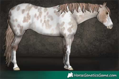 Horse Color:Liver Red Dun Roan Sabino Appaloosa Rabicano 