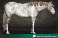 Horse Color:Liver Red Dun Roan Sabino Appaloosa Rabicano