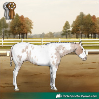 Horse Color:Red Dun Roan Splash Tobiano Appaloosa Rabicano