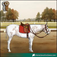 Horse Color:Red Dun Roan Splash Tobiano Appaloosa Rabicano 