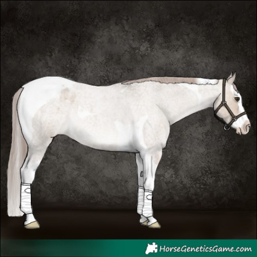 Horse Color:Liver Red Dun Roan Splash Tobiano Appaloosa Rabicano 