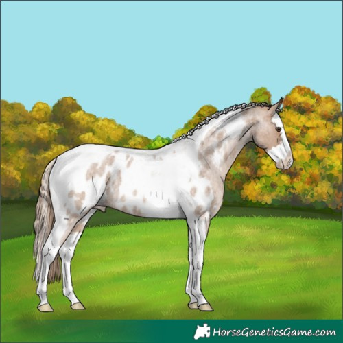 Horse Color:Red Dun Roan Splash Tobiano Appaloosa Rabicano 