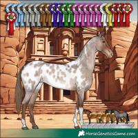 Horse Color:Liver Red Roan Tobiano Appaloosa Rabicano 