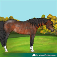 Horse Color:Brown Rabicano 