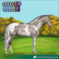 Horse Color:White Spotted Silver Brown Dun Tobiano Appaloosa