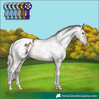 Horse Color:White Spotted Silver Brown Dun Tobiano Appaloosa 