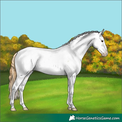 Horse Color:Buckskin Roan Dun Tobiano Appaloosa 