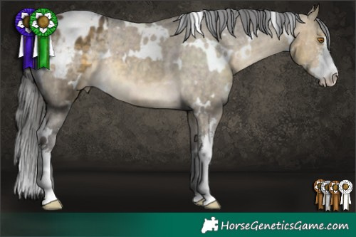 Horse Color:White Spotted Buckskin Dun Sabino Varnish 