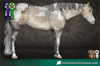 Horse Color:White Spotted Buckskin Dun Sabino Appaloosa 