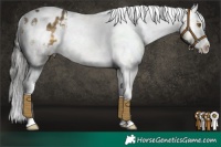 Horse Color:White Spotted Buckskin Dun Sabino Appaloosa 