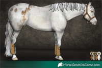 Horse Color:White Spotted Buckskin Dun Sabino Appaloosa 