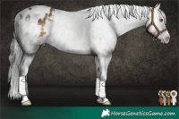 Horse Color:White Spotted Buckskin Dun Sabino Appaloosa